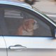 thumbnail image 1 of unbranded 5Ud Suction Cup Sun Visors Shade Malla Para De Protección Contra Luz Solar, 1 of 6