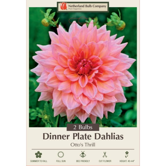 Otto's Thrill Decorative Dinnerplate Dahlia - 2 Bulb Clumps
