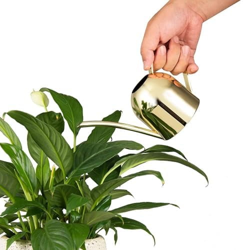 Gold Watering Can for Indoor Plants, Orchid, Bonsai - Stainless Steel With Long Spout for House, Desk, Office - 15oz/450ml