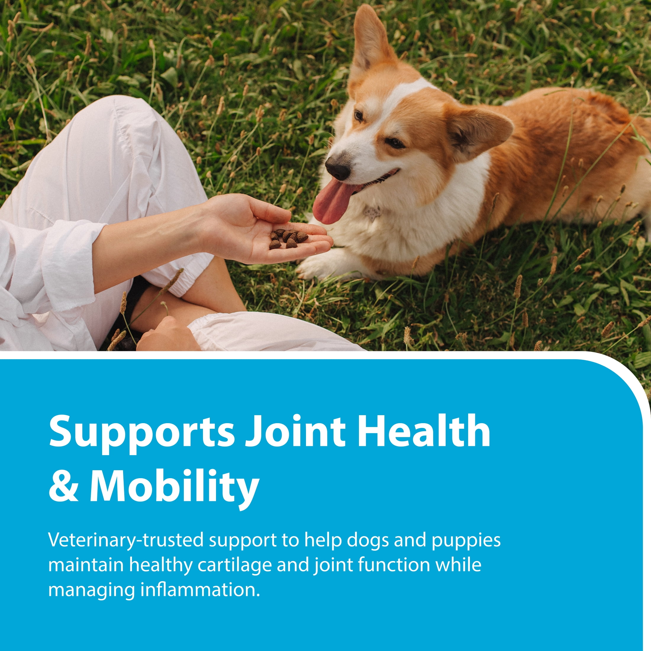 PRN Pharmacal Duralactin Canine Joint Plus - Joint Health Supplement for Dogs & Puppies to Support Healthy Cartilage Levels & Joint Function while Helping Manage Soreness - 60 Soft Chews