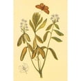 thumbnail image 3 of PI Collection 17x24 Black Modern Framed Museum Art Print Titled - Labrador Tea, 3 of 5