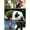 thumbnail image 5 of Bedding for dog - Basket for Dog and Cat - 54 * 42cm, 5 of 5
