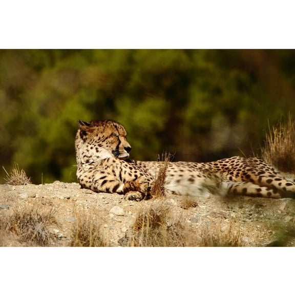 Boer "Relaxed Cheetah" Wall Decal