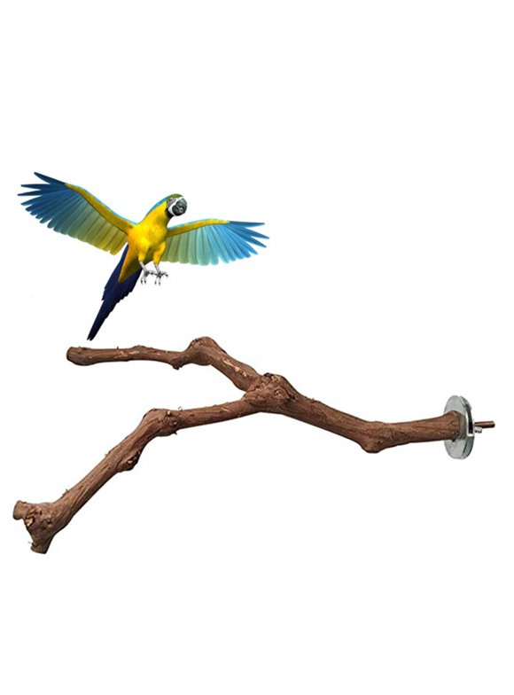 Bird Perches in Birds