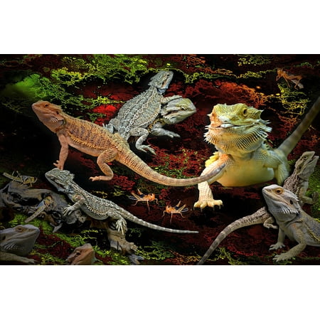 Lizard Point - LAMINATED POSTER Pogona Bearded Dragons Animals Lizards Agamas Poster Print 24 x 36