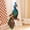 A, variant on A Small Peacock Plush Stuffed Animal Toy Realistic Bird Doll 28Cm Cute Soft 3D Zoo Home Decor Birthday Gift