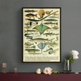 AVOI Vintage Fish Poster Biology Poster Fish Species Chart Fish ...