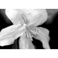 thumbnail image 3 of Schell, Jennie Marie 18x14 Black Modern Framed Museum Art Print Titled - Azalea Flower Macro Black and White, 3 of 5