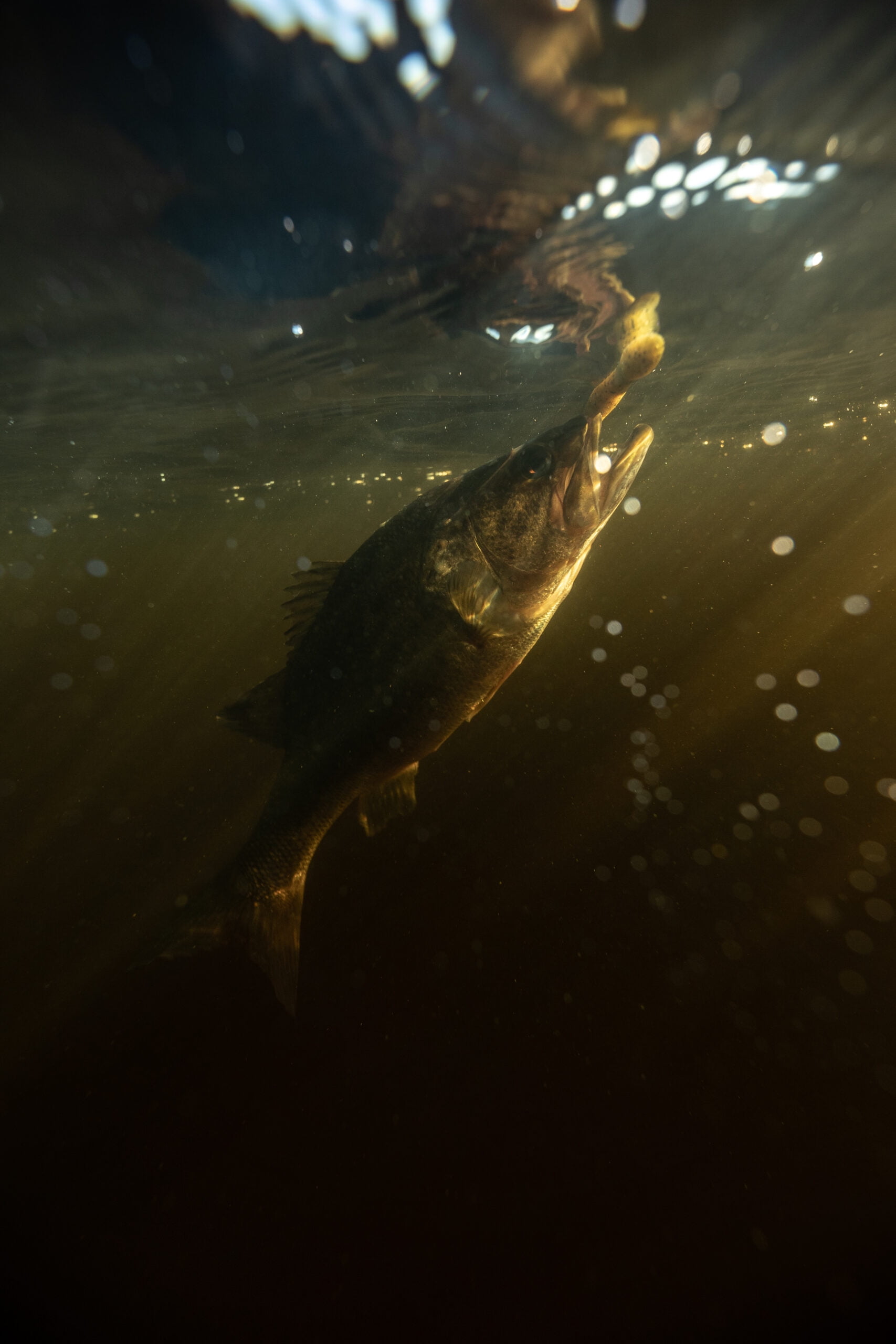 Perfection Lures Dudley's Green Pumpkin Wacky Worm Bass Bait