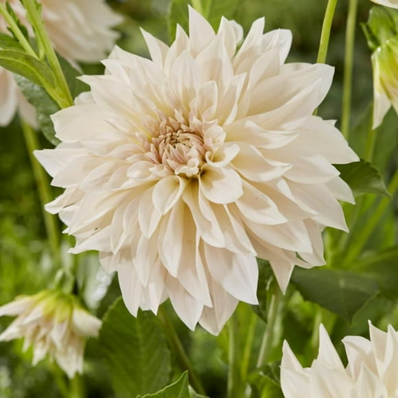 TASC Flower Bulbs Dahlia Decorative Café au Lait (2 Bulbs)