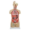thumbnail image 4 of Axis Scientific 18-Part Human Torso Anatomy Model with Removable Organs and Product Manual, 4 of 12
