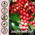 thumbnail image 4 of Nature's Answer Schisandra Berry, Super Concentrated Herbal Supplement, Helps Reduce Stress & Fatigue, Gluten-Free, Alcohol-Free 1oz, 4 of 6