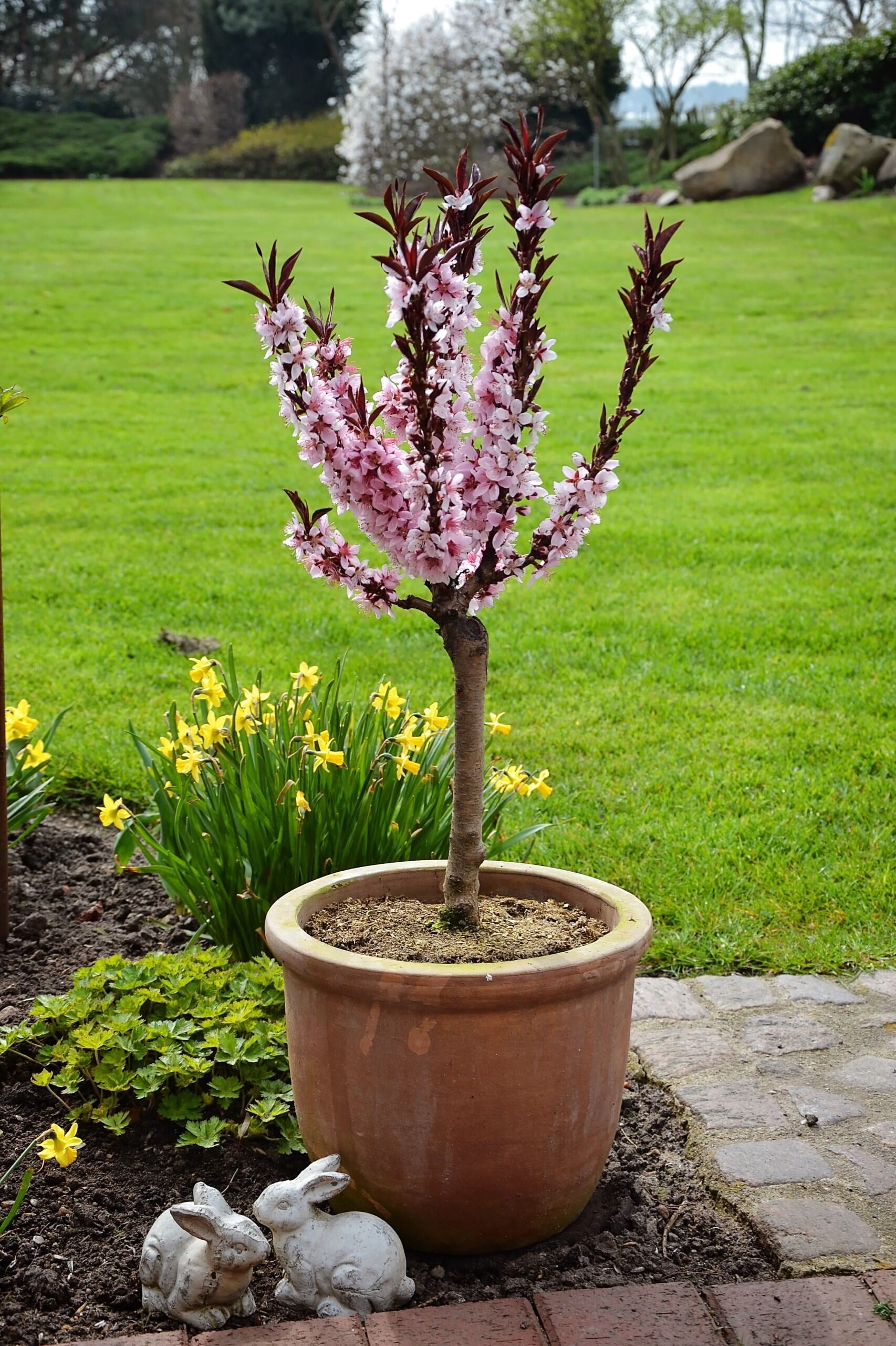 Expert Gardener Bonanza Patio Peach Live Tree, 3-4 ft Tall, 7 Gallon Grower Pot