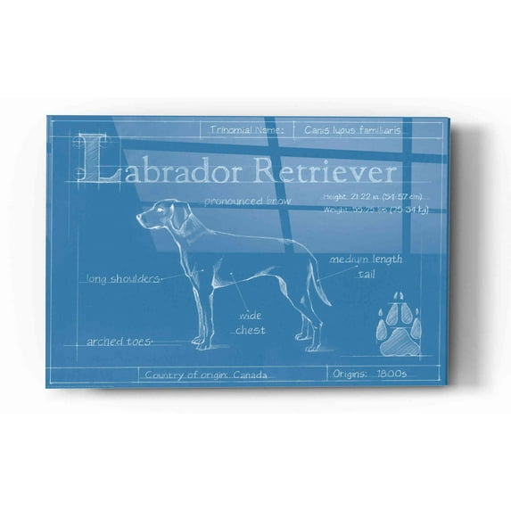Epic Art 'Blueprint Labrador Retriever' by Ethan Harper Acrylic Glass Wall Art, 16"x24"