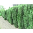 thumbnail image 2 of Sky Pencil Japanese Holly - 12 Live Quart Size Plants - Ilex Crenata - Formal Low Maintenance Evergreen Plants, 2 of 7