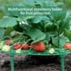 thumbnail image 5 of Soportes para fresas para una maduración uniforme, prevención de moho y hongos, material plástico PP para una mayor durabilidad, fácil instalación, soportes reutilizables para una jardinería, 5 of 5