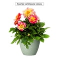 thumbnail image 1 of Plante Annuelle À Fleurs En Pot Coloré #8 Expert Gardner, Assorties, 1 of 2