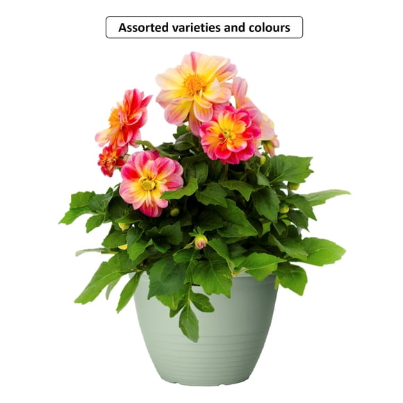 Expert Gardener #8 Colour Pot Flowering Annual Plant, Assorted Colours & Varieties, Outdoor Live Plants for Home Garden