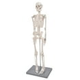 thumbnail image 1 of Modèle de Squelette Humain, Modèle de Squelette Musculaire Humain 85Cm Facile à Utiliser Réaliste pour Exposition et Étude pour Écoles Enseignement, 1 of 8