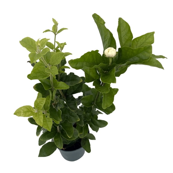 Grand Duke of Tuscany - Arabian Jasmine Plant - Triple Bloom- 4" Pot