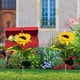 thumbnail image 1 of Luz de noche decorativa BuyWeek luces solares para jardín girasol con energía solar para exteriores, 1 of 7