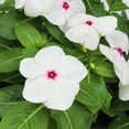 thumbnail image 6 of Expert Gardener White Vinca Live Plant|2.5 QT Grow Pot| Full Sun to Partial Shade, 6 of 8
