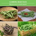 thumbnail image 4 of Pole Bean Seeds 4 Pack - Heirloom Full Sun Annual Vegetables, 4 of 8
