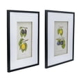 thumbnail image 2 of A&B Home Smithsonian - Assorted Fruit Framed Wall Art - Set of 2 - Black Frame - Green/Yellow, 2 of 5