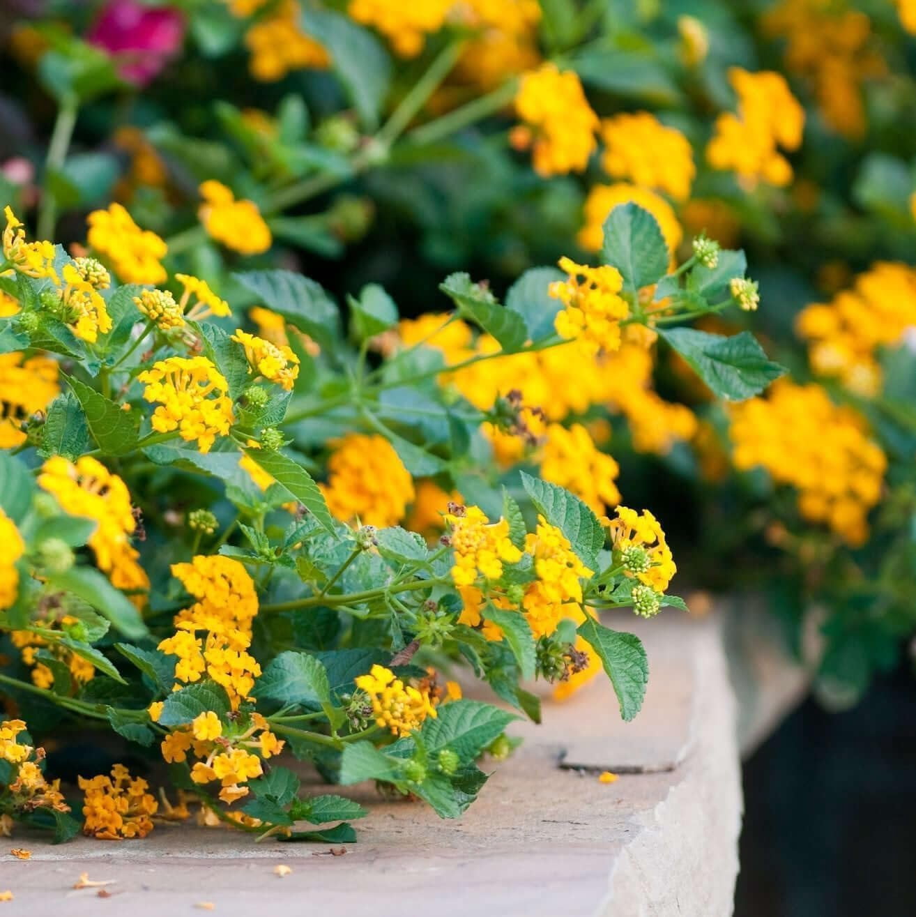 Lantana New Gold I 3 Live Plants I Verbenaceae Camara I Live Vibrant Golden Yellow Flowers, Heat and Drought Tolerant, Ideal for Hanging Baskets and Borders
