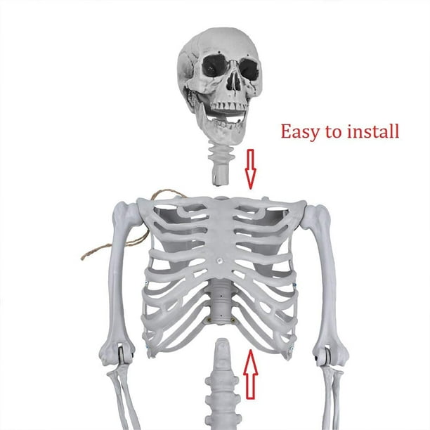  5.4Ft/165cm Halloween Skeleton Full Body Life Size Human Bones  with Movable Joints for Indoor Outdoor Halloween Props Decorations : Patio,  Lawn & Garden