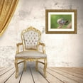 thumbnail image 3 of Archer, Ken 14x11 Gold Ornate Wood Framed with Double Matting Museum Art Print Titled - White-winged dove preening, 3 of 4