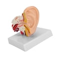 thumbnail image 3 of Modelo de Anatomía del Oído Humano Ecomeon PVC, 3 of 5