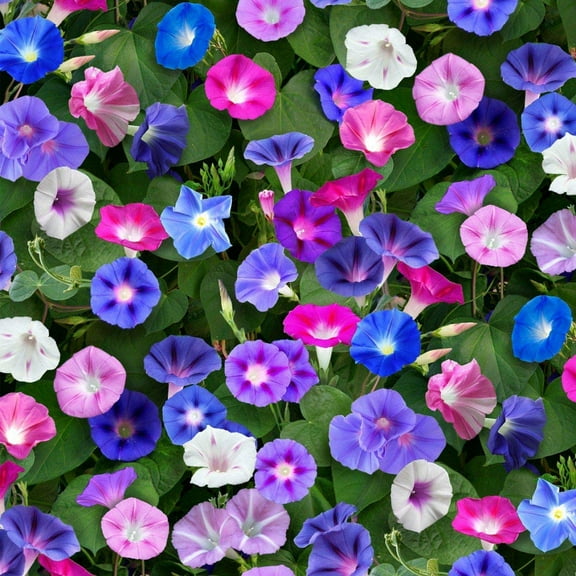 Morning Glory 20 Climbing Heirloom Flower Seeds, Wonderful Colorful Vines