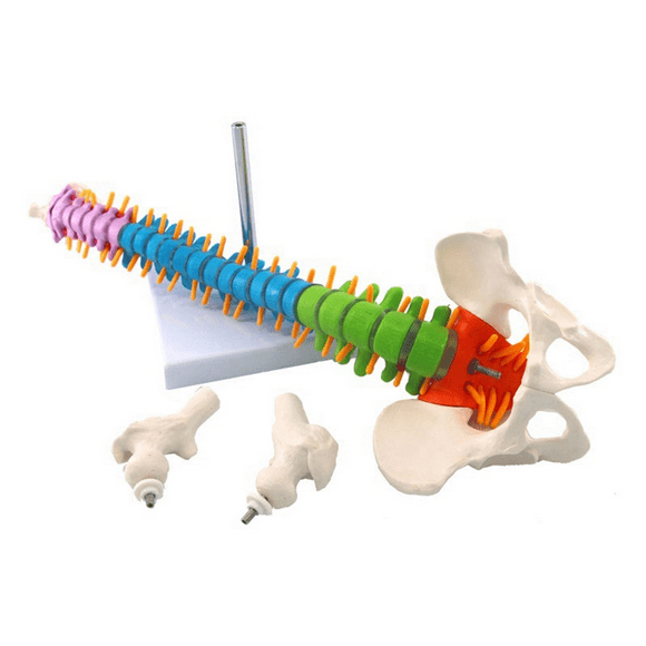 3pcs 45cm with Pelvic Human Anatomical Anatomy Spine Spinal Column Model Teaching Resources for Students