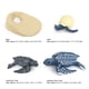 thumbnail image 3 of Simulation Animal Model Sea Life Animals Life Cycle Cognitive Model Kid Science Toy2425, 3 of 4