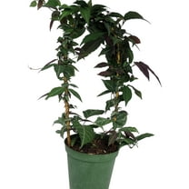 Bignonia Argyro Violacea - Crossvine - 6'' pot on Trellis