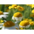 thumbnail image 2 of Bonin, Suzanne 32x25 White Modern Wood Framed Museum Art Print Titled - Field of Chamomile Flowers, 2 of 4
