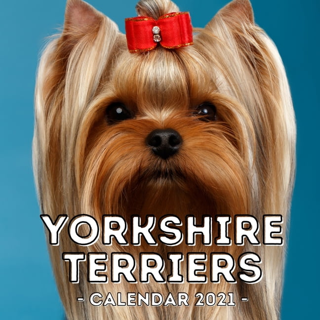 Are Yorkshire Terriers Loving