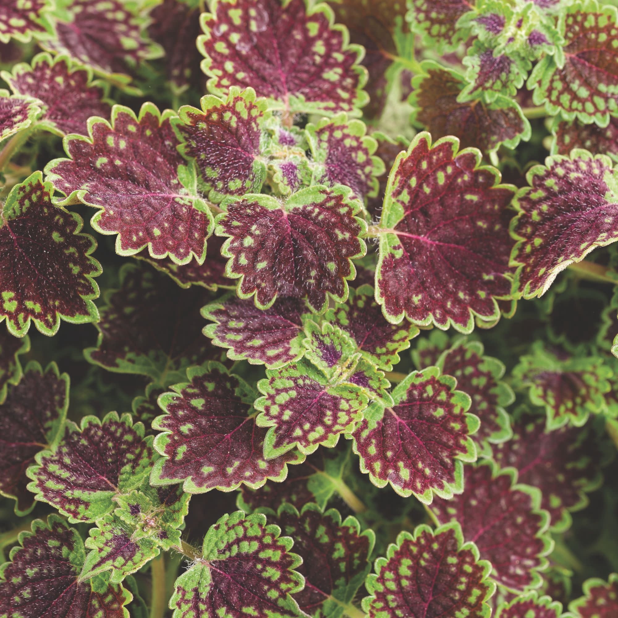 Proven Winners 4" Multicolor ColorBlaze Chocolate Drop Coleus Live Plant in 4.25" Pot (4 Count)
