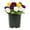Yellow Purple White, variant on Expert Gardener 2.5QT Multicolor Pansy Live Annual Plant Sun 3-Pack