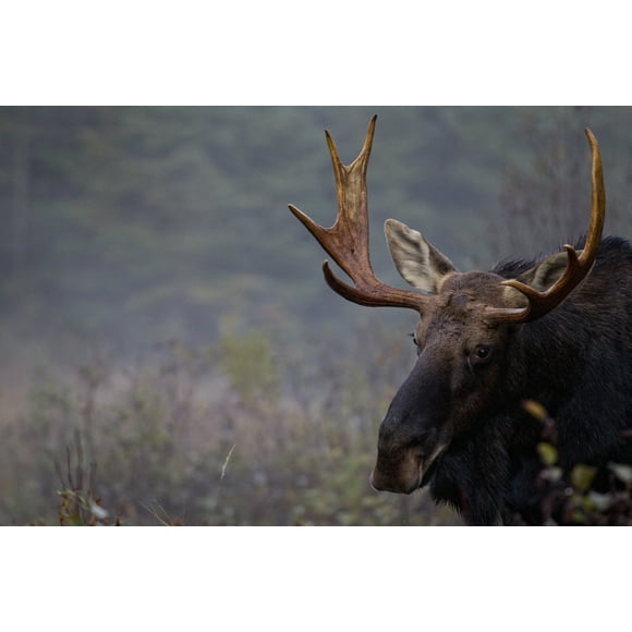 Moose, Algonquin Provincial Park, Ontario. Poster Print (17 x 11)