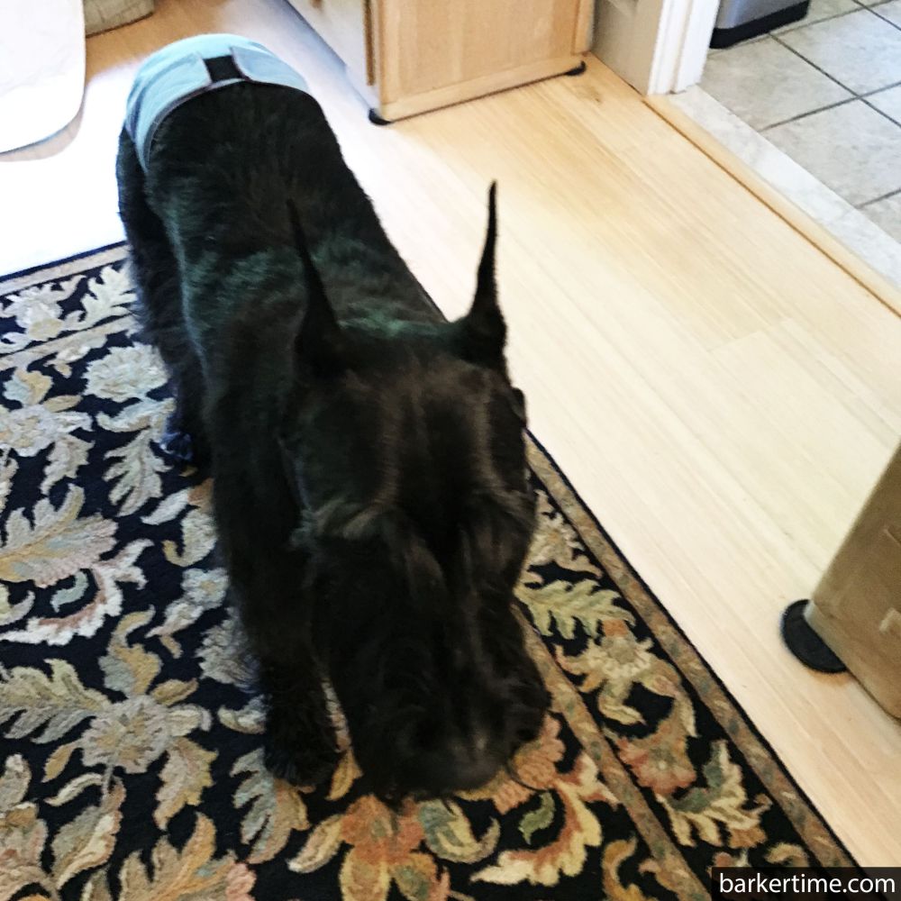 Barkertime Baby Blue Dog Diaper