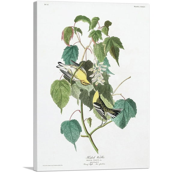ARTCANVAS Hemlock Warbler Canvas Art Print by John James Audubon - Size: 26" x 18" (1.50" Deep)
