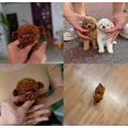 thumbnail image 5 of 2025 New Robot Dog for Adults, AI Robotic Dog, Nicoo - My Realistic Robot Puppy That Acts Like a Real Puppy - Walking, Barking, Tail Wagging, 5 of 5