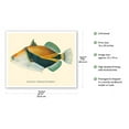 thumbnail image 2 of Humuhumunukunukuapua’a (Balistapus Rectangulus) - Hawaiian Reef Triggerfish - from Fishes of Hawaii - Vintage Hawaiian Color Postcard c.1905 - Fine Art Matte Paper Print (Unframed) 16x20in, 2 of 4