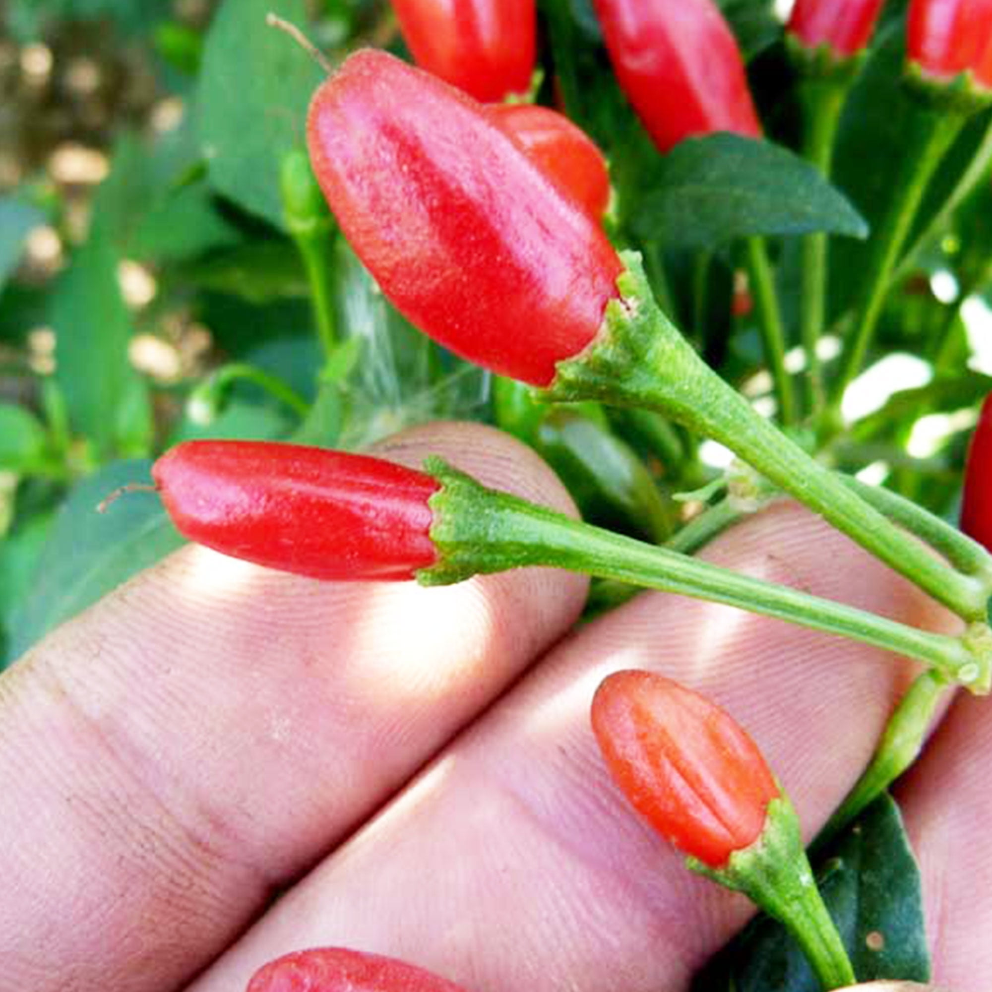 Chiltepin Pepper Seeds 250 mg 30 Seeds NonGMO