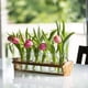 thumbnail image 3 of Florero de cristal Le'raze con soporte de madera para plantas y 6 floreros, 3 of 8