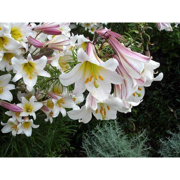 10 Seeds REGAL TRUMPET LILY aka Royal / King's Lilium Regale White Pink Yellow Flower Seeds
