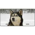 thumbnail image 1 of Husky Dog Pet Novelty License Plates- Full Color Photography License Plates, 1 of 1