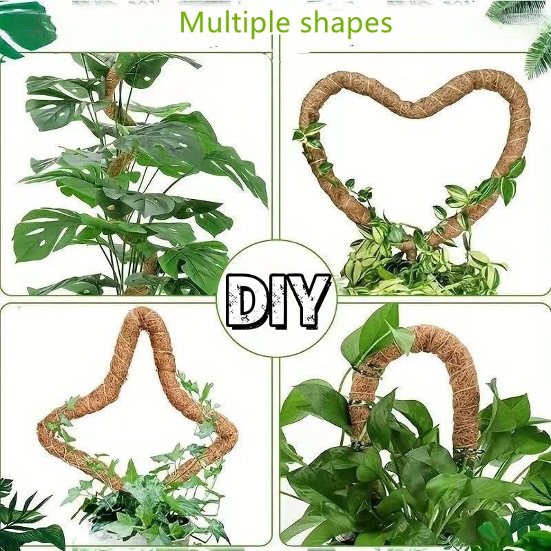 philodendron quad color Shop Philodendron Quad Color - Vibrant Variegated Foliage | Mygreenscape
